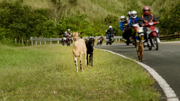 Goats grazing beside the road as motorcyclists pass by