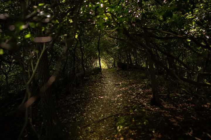 Dark overgrown trail tunnel with light glowing at the far end