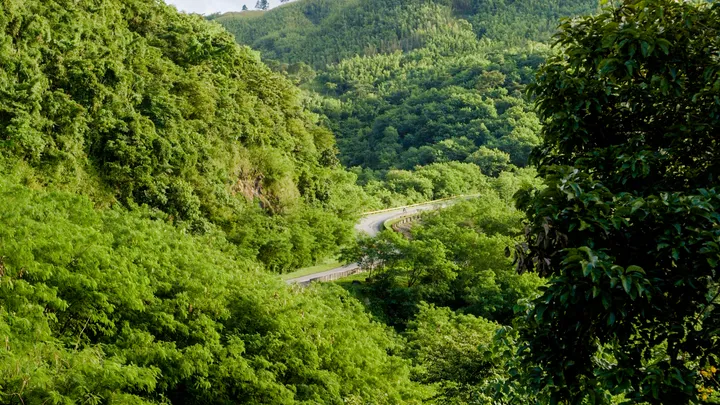 Winding road through lush green mountains in Sierra Madre